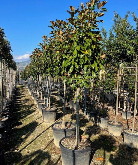 Magnolia grandiflora "Goliath" | Groenblijvende bomen België - Product